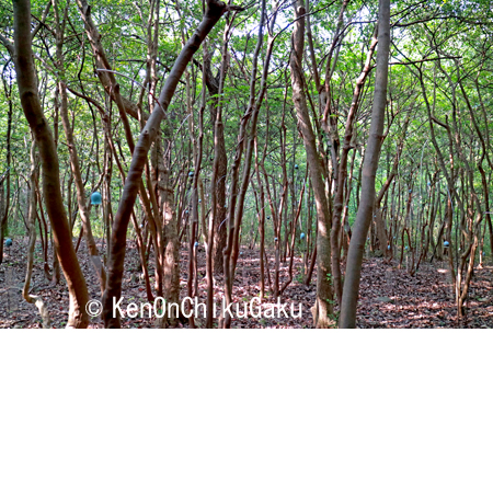 瀬戸内国際芸術祭15